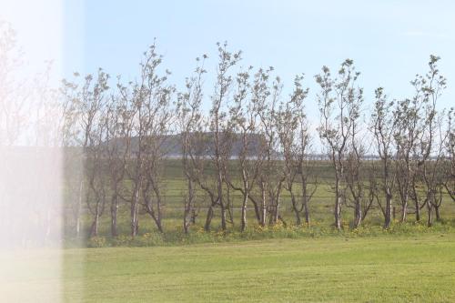 a row of trees in a field with a building in the background at Skammidalur Guesthouse in Vík