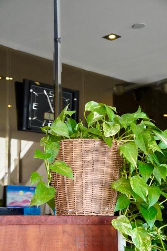 a plant in a basket sitting on top of a counter at Melbourne ViVo in Melbourne