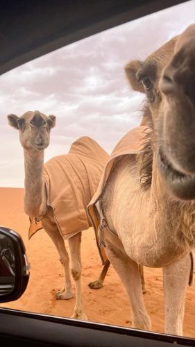 Altri animali domestici presso il campeggio di lusso o nei dintorni