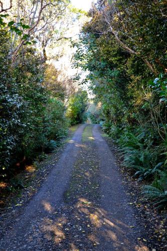 a dirt road in the middle of a forest at Barn Bed and Breakfast in Waitati