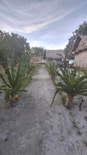 a dirt road with palm trees in a village at Raja Ampat Jousuba Homestay in Minyaifuin