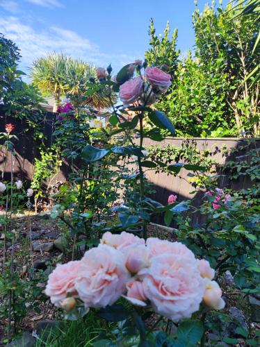 a group of pink roses in a garden at Love House in Auckland