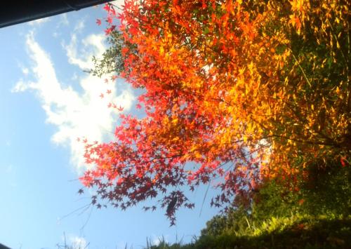 a tree with red and yellow leaves on it at Kamakurayama Farm - B&B Satoyama in Uda