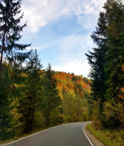 an empty road in the middle of a forest at Willa Rodzinna in Tylicz