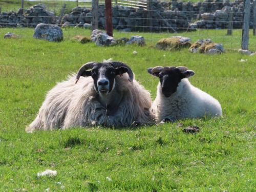 two sheep laying in the grass in a field at Squealing Pig Bothy in Bragor