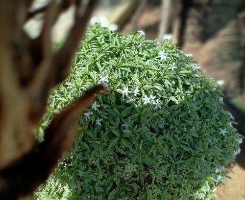a green bush with white flowers on it at โรงแรม เดอะกรีนนิช รีสอร์ท in Surin