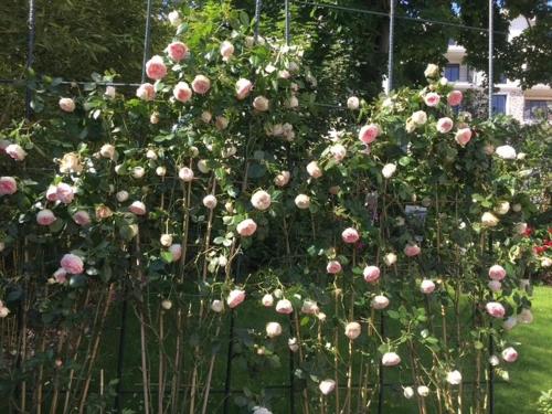 a bunch of pink roses growing on a fence at Chambre Joséphine in Saint-Cloud