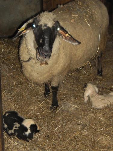 a sheep is standing in the hay with its babies at Binderhof in Sankt Johann in Tirol