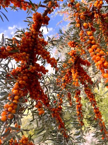 a bunch of oranges hanging from a tree at TRAVELLER NEST in Deskit