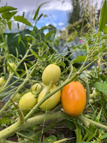 a group of tomatoes and other vegetables in a garden at TRAVELLER NEST in Deskit