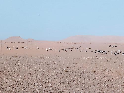 a flock of birds flying in the desert at Villa A'Kabar Guest House in Tamdakht