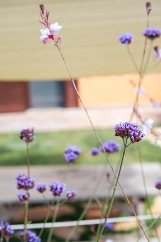a bunch of purple flowers in a garden at Agriturismo I Grappoli in Alberese