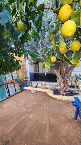 Fotografie z fotogalerie ubytování Kirkor Guest House v destinaci Famagusta