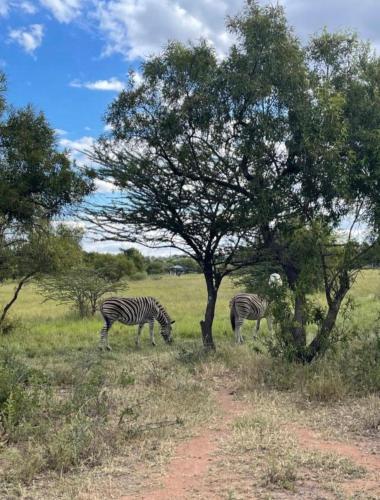 Animales en la villa o alrededores