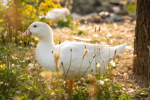 a white duck is standing in the grass at Agriturismo Ca du Chittu in Carro