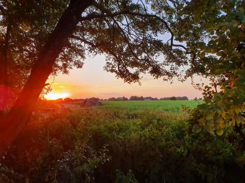 a sunset in a field with a tree at The Pheasant in Great Ellingham