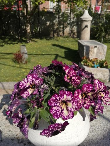 Κήπος έξω από το La Primula