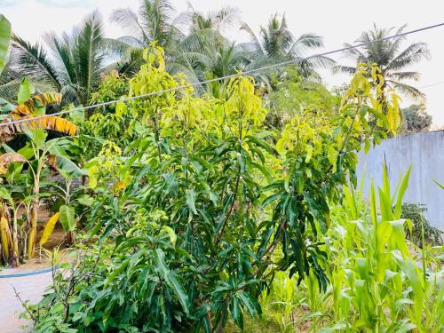 a bunch of trees with yellow flowers on a street at Arugambay Mailakska Green Villa in Arugam Bay