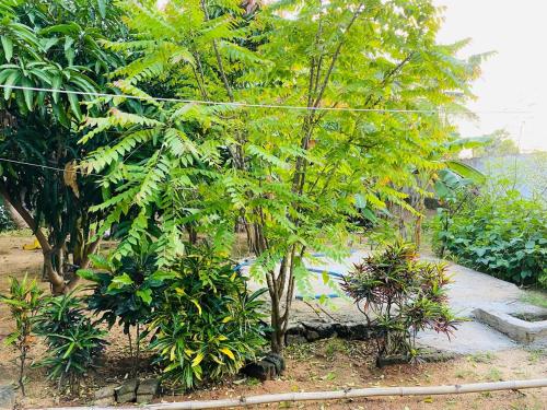 a garden with a bunch of trees and bushes at Arugambay Mailakska Green Villa in Arugam Bay