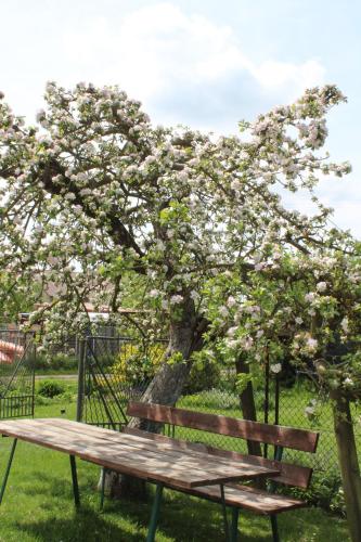 a wooden bench in front of a tree with flowers at Kwatera agroturystyczna Przywóz in Przywóz