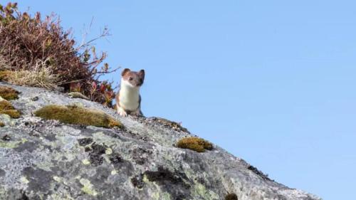 a cat sitting on top of a rock at Charming house in fjord Lofoten in Slydalen