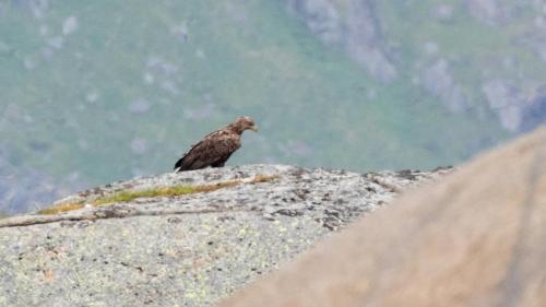 a bird sitting on top of a rock at Charming house in fjord Lofoten in Slydalen
