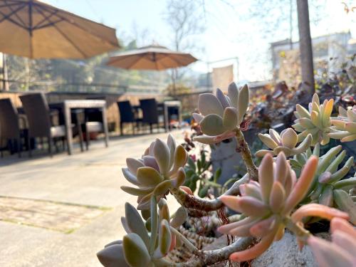 a succulent plant in a pot with an umbrella at Zhangjiajie Forest Park Youth Hostel in Zhangjiajie