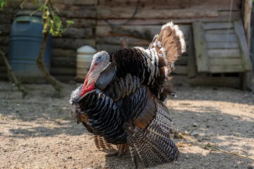 a turkey is standing on the ground with its wings out at Agriturismo Ca du Chittu in Carro
