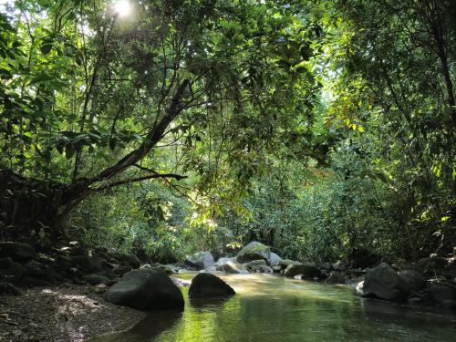a river in a forest with rocks in the water at Cool Waters Jungle Villas in Uvita