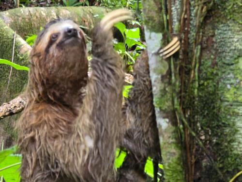 a sloth climbing up a tree in the jungle at Cool Waters Jungle Villas in Uvita