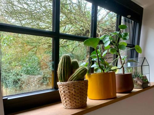 three potted plants sitting on a window sill at Vakantiehuis ABEL in Dilsen-Stokkem