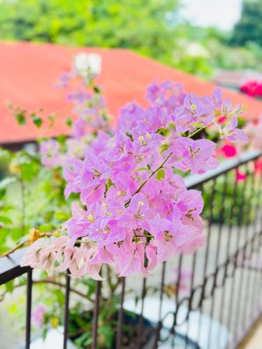 a bunch of pink flowers on a fence at Hotel La Fiore de Bahia in Uvita