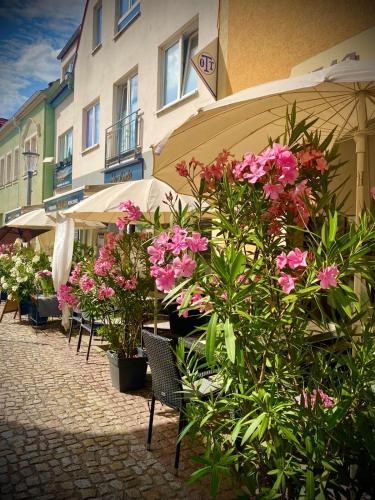 eine Gruppe von Pflanzen und Blumen vor einem Gebäude in der Unterkunft Apartment SaLimba in Radebeul
