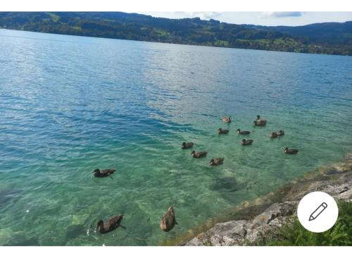 a group of ducks swimming in the water at Ferienwohnung Katharina in Steinbach am Attersee