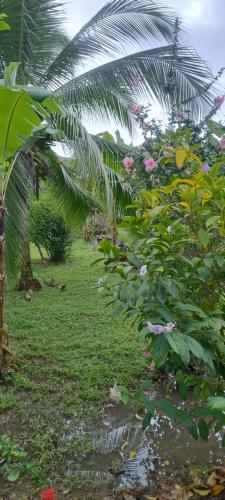 a group of trees and flowers in a garden at Cabinas Los Tucanes in Cahuita