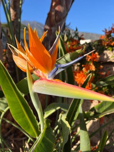 Φωτογραφία από το άλμπουμ του Finca Los Tomillos σε Candelaria
