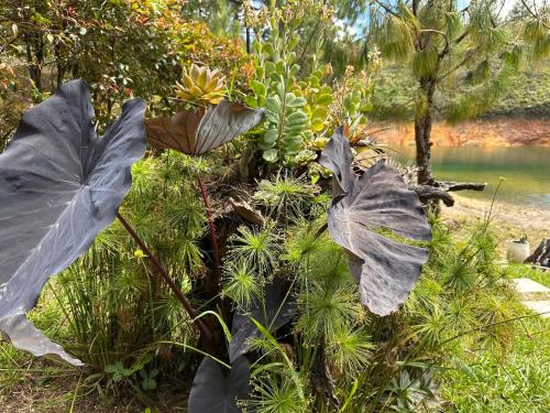 a group of plants in front of a body of water at Cozy escape, lake view in Guatapé