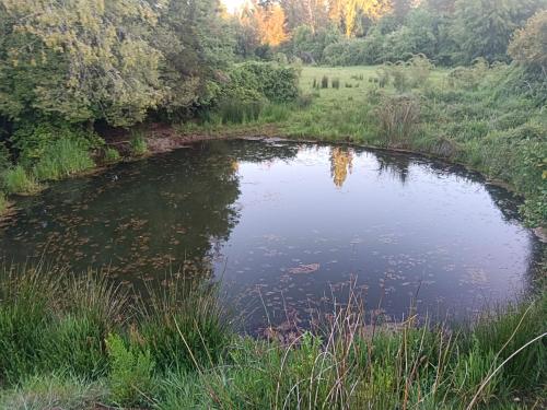 a pond in the middle of a field at casa rural el saltillo in Pemuco