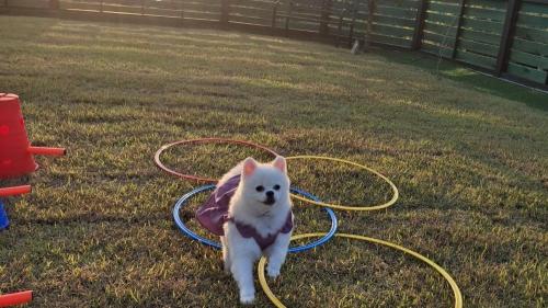 a white dog sitting on the grass with hoses at Yeoncheon Pension Nolmung dogs allowed in Yeoncheon