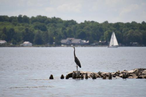 a bird standing on rocks in the water with a sailboat at Dewar's Inn and Cottages in Prescott