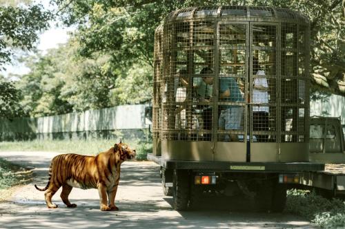 リゾートの敷地内または近くにいる動物