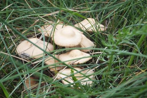 a group of mushrooms in the grass at Apartamentos Turísticos Batlle Laspaules in Laspaúles