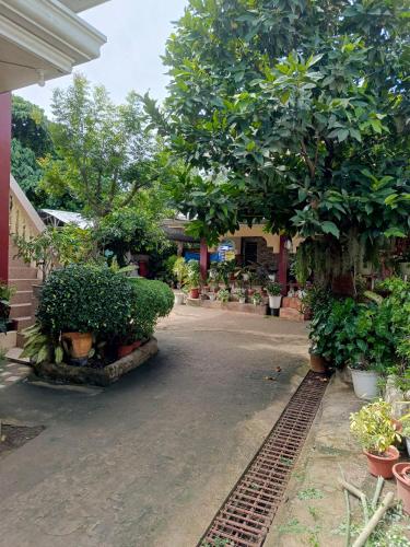 a courtyard with a lot of plants and trees at Peace Lily Studio Apartments Panglao in Panglao Island