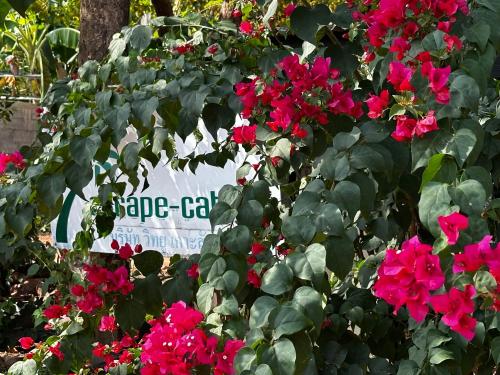a bush of pink flowers in front of a sign at Escape-Cabins in Ko Lanta