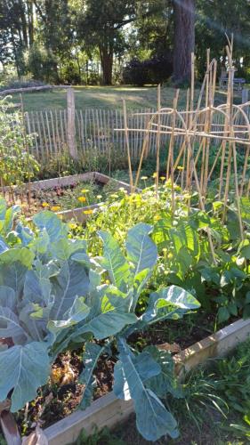 a garden with cabbage and other plants in it at Le Manivert in Vitry-Laché