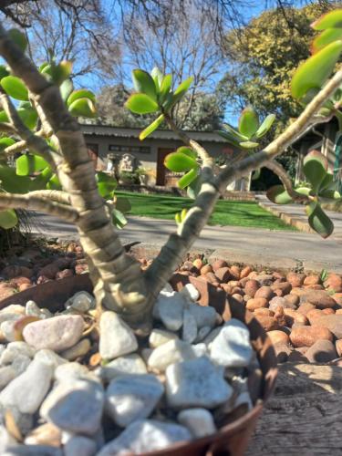 a small tree in a bowl of rocks at J'Cups Guest House in Centurion