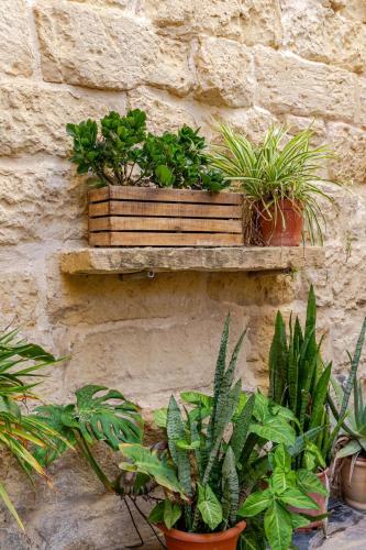 a bunch of plants sitting on a stone wall at Traditional entire maisonette close to airport in Birżebbuġa