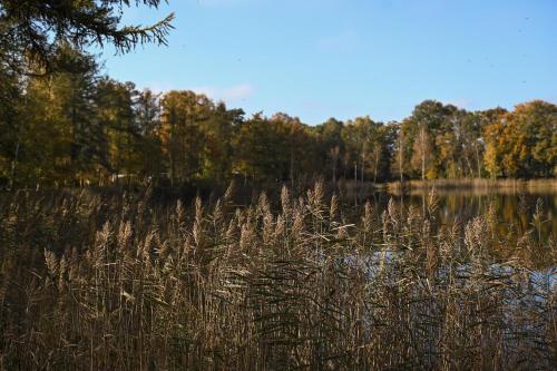a lake with tall grass and trees in the background at Sleep Space 3 - Green Tiny Spot Friesland in Schortens