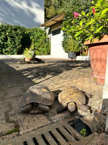 deux tortues assis sur le sol à côté d’un égouttage dans l'établissement 2 chambres Arcachon & Moulleau accès Plage - Salle de bain & coin petit déjeuner, à Arcachon