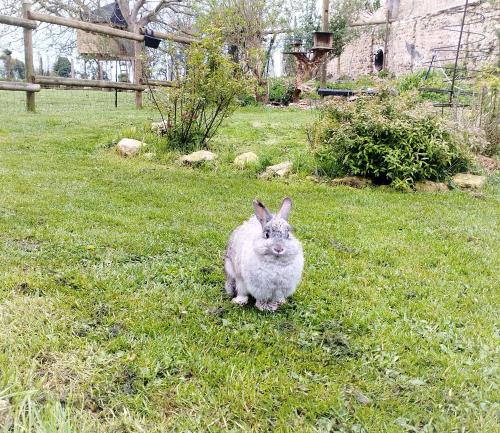 a rabbit sitting in the grass in a field at La Ferme de Frévan in Sarceaux